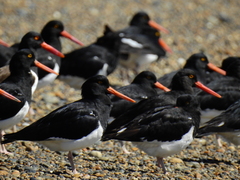 Haematopus leucopodus