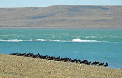 Haematopus leucopodus