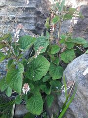 Plectranthus