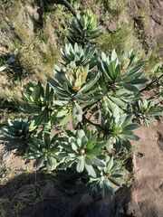 Protea roupelliae roupelliae