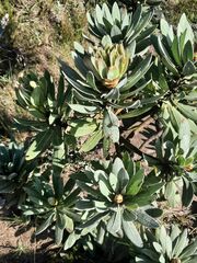 Protea roupelliae roupelliae