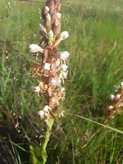 Satyrium cristatum cristatum
