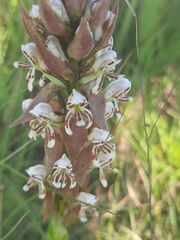 Satyrium cristatum cristatum