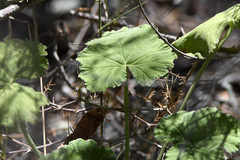 Pelargonium odoratissimum