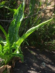 Zantedeschia albomaculata
