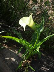 Zantedeschia albomaculata