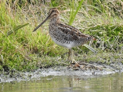 Gallinago magellanica