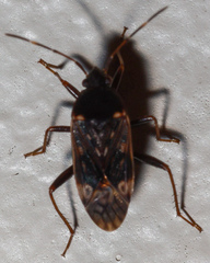 Neolethaeus tenebrosus