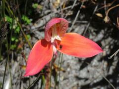 Disa uniflora
