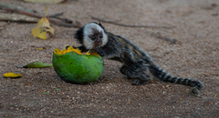 Callithrix geoffroyi