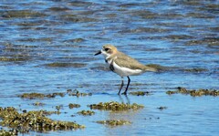 Charadrius falklandicus
