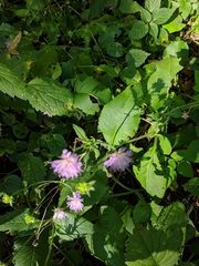 Knautia dipsacifolia