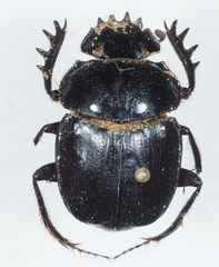 Scarabaeus furcatus