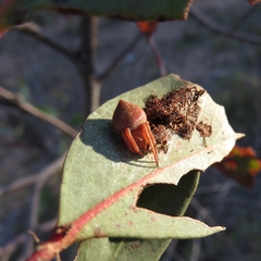 Araneus acuminatus