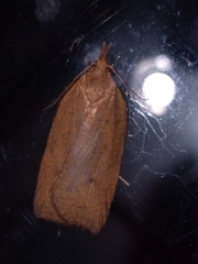 Planotortrix
