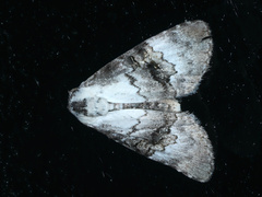 Acatapaustus leucospila