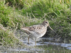 Gallinago magellanica