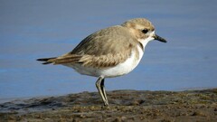 Charadrius falklandicus