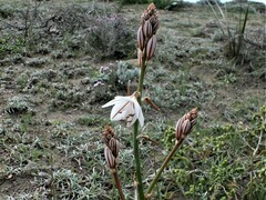 Asphodelus fistulosus