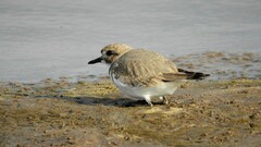 Charadrius falklandicus