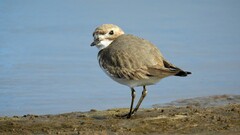 Charadrius falklandicus