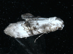 Acatapaustus leucospila