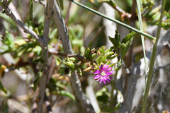Delosperma versicolor