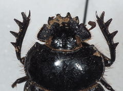 Scarabaeus furcatus
