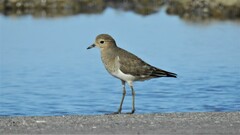Charadrius modestus