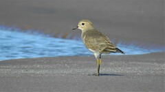 Charadrius modestus