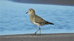 Charadrius modestus