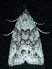 Calathusa basicunea