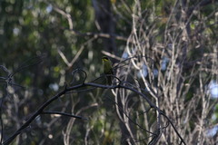 Lichenostomus melanops