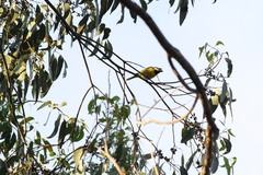 Falcunculus frontatus