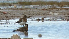 Charadrius modestus