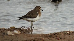 Charadrius modestus