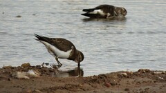 Charadrius modestus