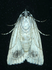 Calathusa basicunea