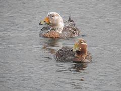 Tachyeres patachonicus