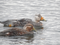 Tachyeres patachonicus