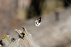 Candalides xanthospilos