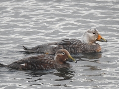 Tachyeres patachonicus