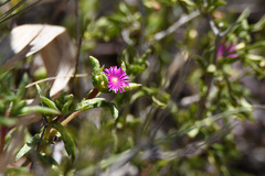 Delosperma versicolor