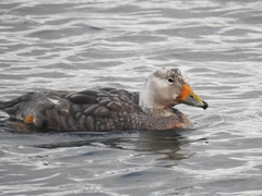 Tachyeres patachonicus