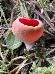 Sarcoscypha austriaca