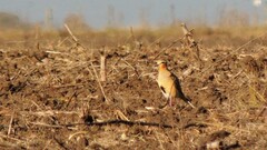 Oreopholus ruficollis