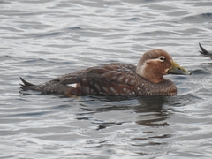 Tachyeres patachonicus