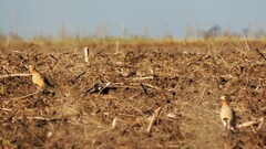 Oreopholus ruficollis