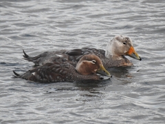 Tachyeres patachonicus