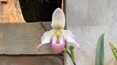 Phragmipedium